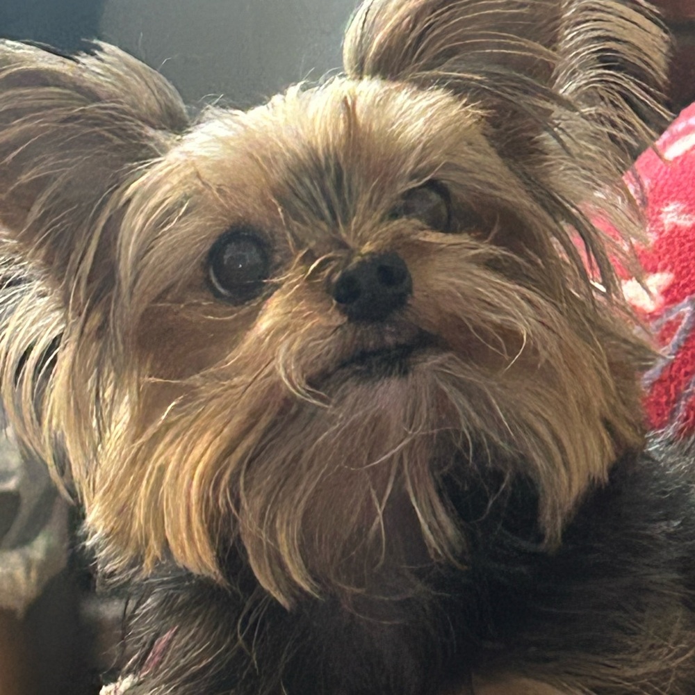 Veterinarian Fees are paid with your purchase for my Yorkies vet bills ♥️🔥🥰 - Picture 16 of 16